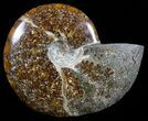 Polished, Agatized Ammonite (Cleoniceras) - Madagascar #59895-1